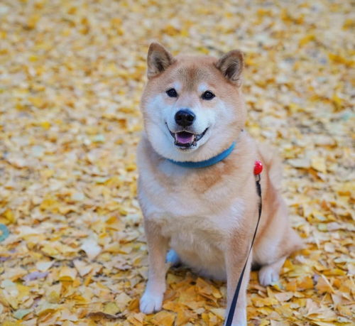 博美犬的5大缺点,铲屎官们认同吗