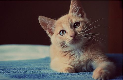 加菲猫要怎么去养,加菲猫幼猫的饮食和养护小知识