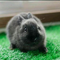 乾县哪里有卖杂交野兔的肉兔种兔多少钱一只可以送货到家吗