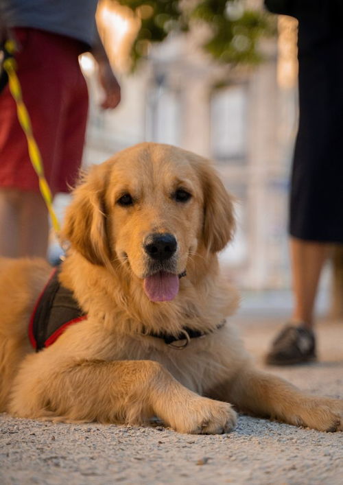 小伙异地购买宠物犬带细小病毒