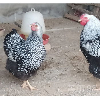 蓝胸鹌鹑迷你活苗观赏鸡活物下蛋鸟种蛋桂花雀活体芦丁鸡室内宠物