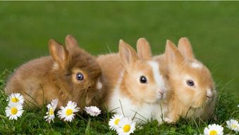 最受欢迎的十大宠物兔,你会喜欢哪一只