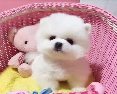 浙江网友偶然刷到四川小流浪,竟找到了自己丢失两年的狗