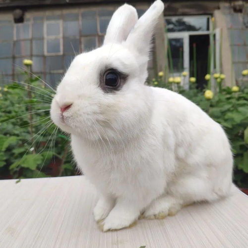 兔子寿命能活多久,影响兔子寿命的因素,怎么才能让兔子更长寿