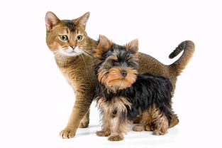宠物猫咪与宠物狗png图片素材免费下载