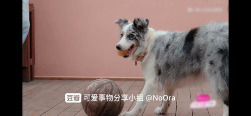属于皇室的5大狗狗,有钱人才能养,中国已经占三种