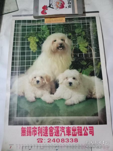 顶级国际宠物犬亮相广东