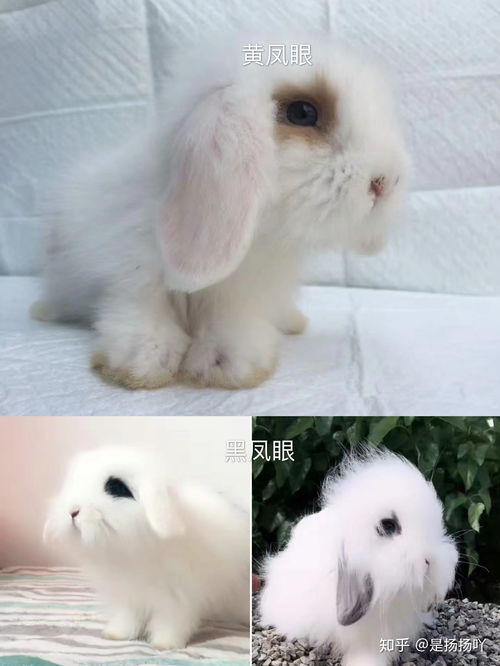 你喜欢什么样的兔子呢