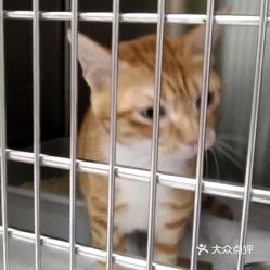 家里小猫仔被母猫吃了