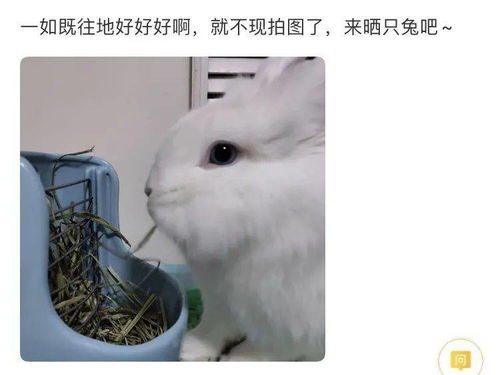 适合家养的五种超小型的宠物犬,你最喜欢哪种呢