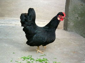 这一观赏鸡品种是在唐代之前由东南亚一带国家流入我国的