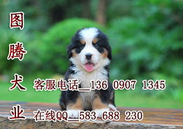 中国十大名犬,中国本土犬种排行