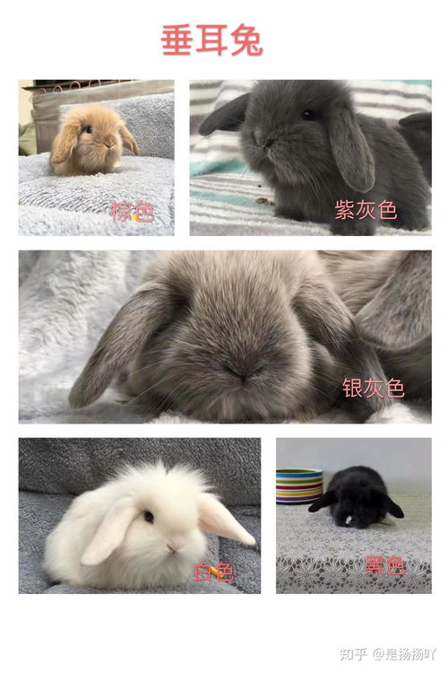 宠物兔都有哪些品种