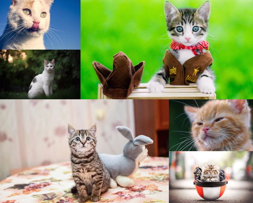 各种名贵的猫猫用日语说怎么说