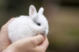 求问这个兔子是什么品种