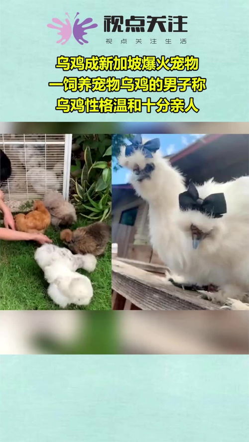 犬猫常用利尿剂