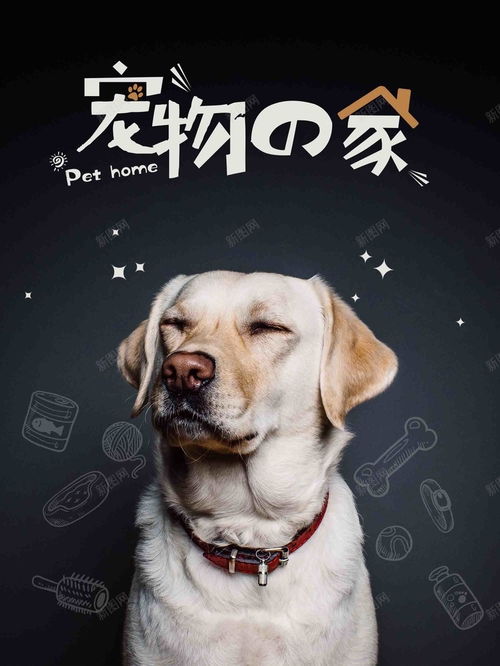 目前人气最高的家庭宠物犬,你知道是哪种犬吗