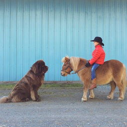 世界上最大的9种狗