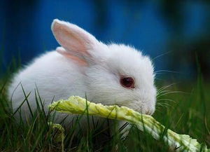侏儒兔日常,开心的吃饭时间