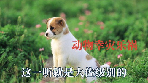 济南买宠物首页网站丨哪有卖宠物的市场