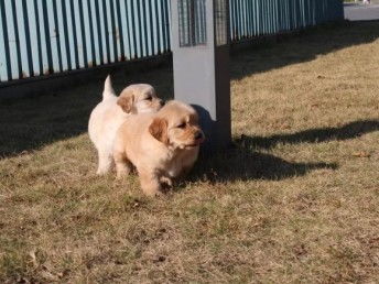 犬类智商排行榜上排名第四的金毛犬训练方法,最后一条居然是..
