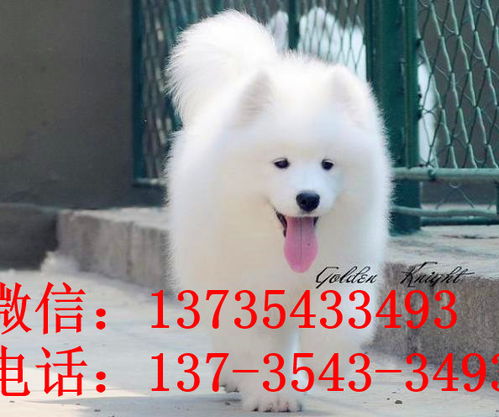 除了中华田园犬,中国还有这11种狗狗