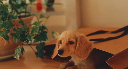 可爱的迷你腊肠犬高清图片素材