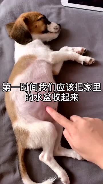 猫与爱