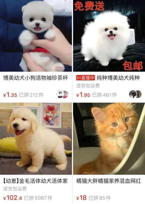 养兔子明显比养猫养狗有优势