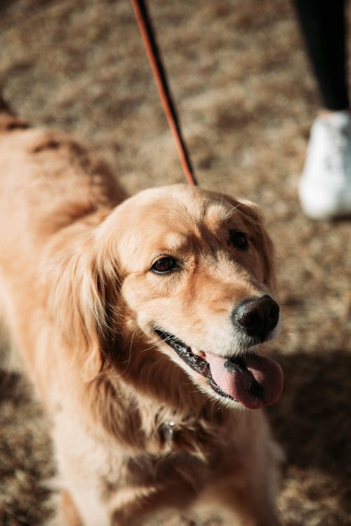 自贡宠物狗犬舍出售纯种袖珍茶杯博美俊介犬卖狗买狗地方在哪有狗市场