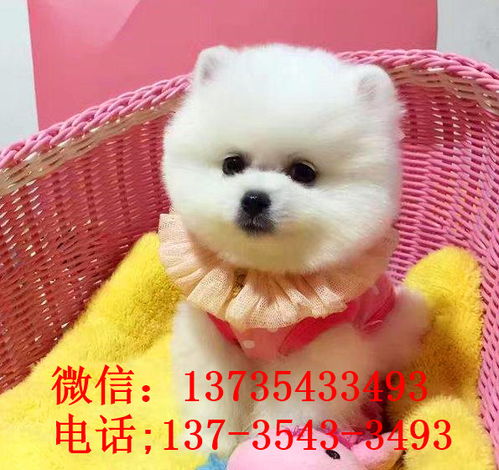 真有那么大差距吗,幼犬和成年犬颜值大对比谁会赢