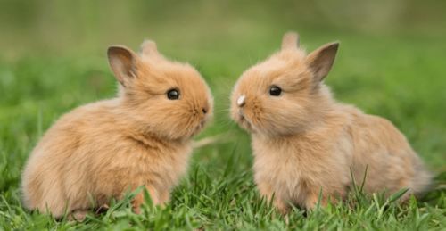 这种兔子有双