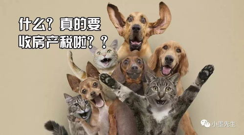 有关柴犬醉全科普知识,日本国宝级宠物犬,看看适不适合你饲养