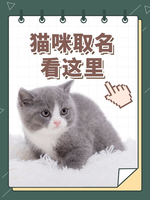 卡通猫狗友好宠物标签素材图片免费下载