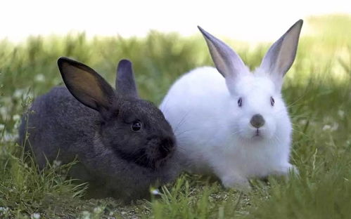 兔子咬人至少5个原因,它就像个孩子,教育不能随便打