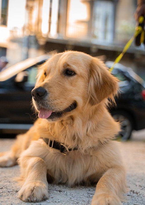 纯种古代牧羊犬,憨厚卖萌犬,cku认证犬舍包健康