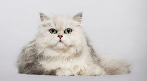挪威宠物猫充当雪橇犬网友赐名大力神猫