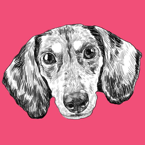 卡通一只可爱的小柴犬动物设计图片大小2000x2000px