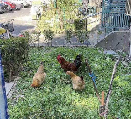 没人比它更懂装死,肚皮朝上是最后的倔强,猪鼻蛇靠卖萌混成宠物