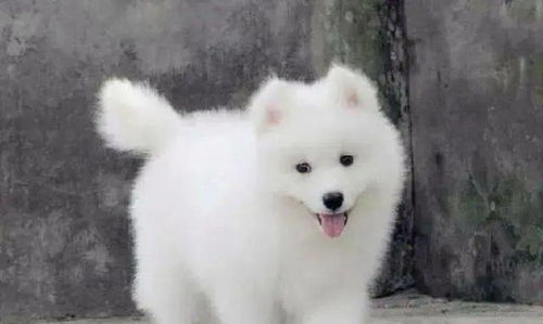 顶级国际宠物犬亮相广东