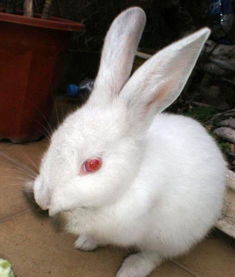 有没有养宠物兔的推介一下目前什么品种的宠物兔比较受欢迎