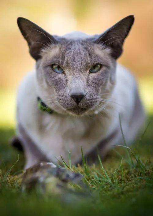 一只奶猫带坏一群布偶猫,这下主人可愁了