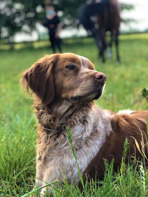 不瞒你说,养狗最好养母犬,养了才知道真香