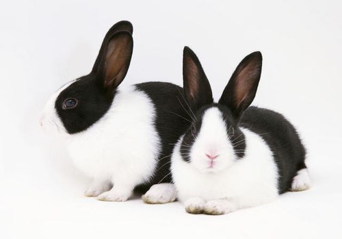 兔,兔子,宠物,可爱,孤立,白,背景
