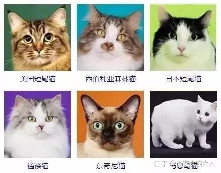 猫狗小可爱剧照