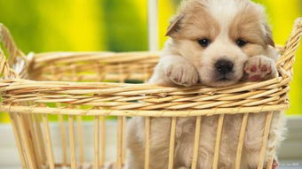 汕尾犬舍宠物狗出售纯种金毛犬幼犬领养狗市在哪