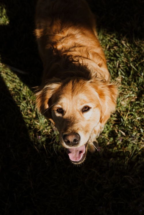 卡斯罗犬怎么起名字好听