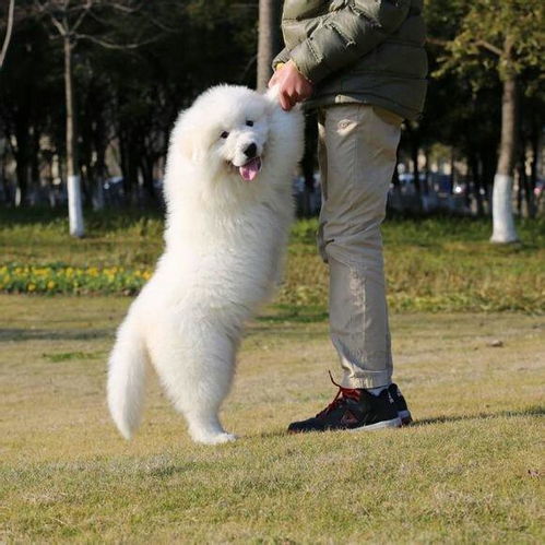 巨型阿拉斯加雪橇犬