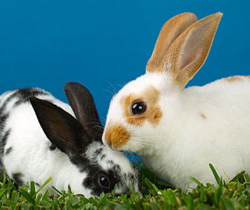 兔兔这么可爱,你喜欢哪一种呢
