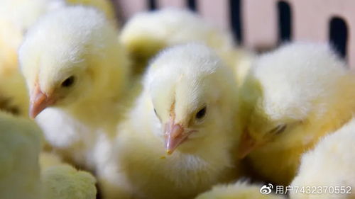 去年每公斤6毛钱,今年市场价猛涨10倍,却有农民拿它喂鸡